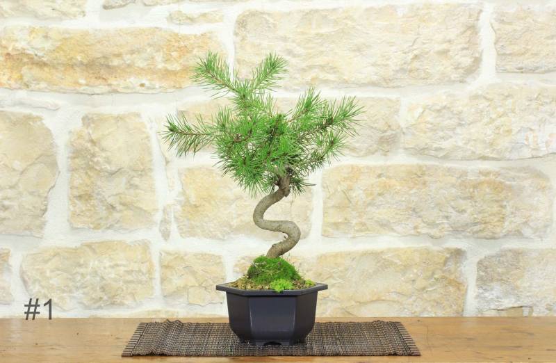 1 - Waldkiefer vor Bonsai