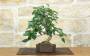 1 - Bonsai di Gelso (73)