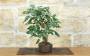 2 - Bonsai di Gelso (73)