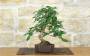 3 - Bonsai di Gelso (73)