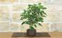 4 - Bonsai di Gelso (73)