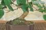 5 - Bonsai di Gelso (73)