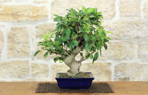 1 - Bonsai di Melo da fiore (152)