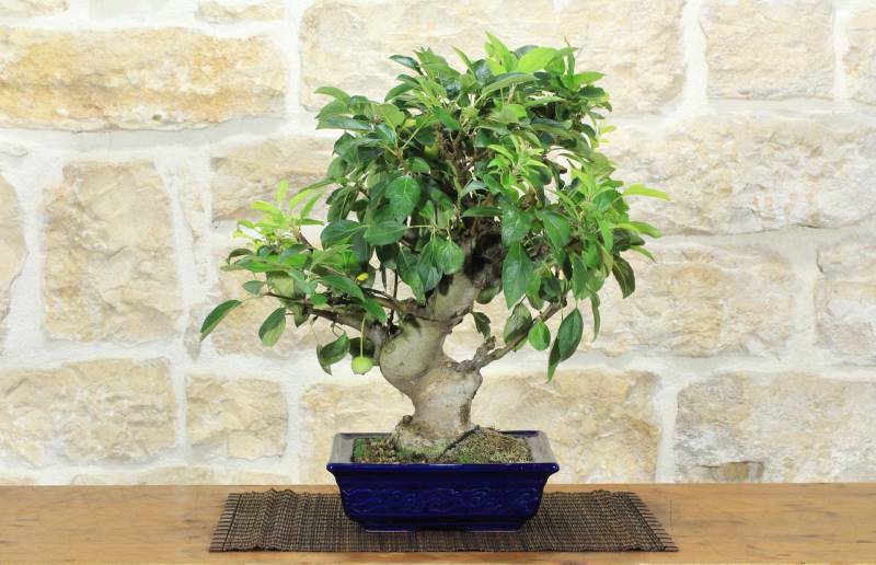 1 - Bonsai di Melo da fiore (152)