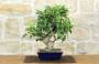 1 - Bonsai di Melo da fiore (152)