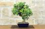 2 - Bonsai di Melo da fiore (152)