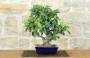 3 - Bonsai di Melo da fiore (152)