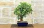 4 - Bonsai di Melo da fiore (152)
