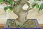 5 - Bonsai di Melo da fiore (152)