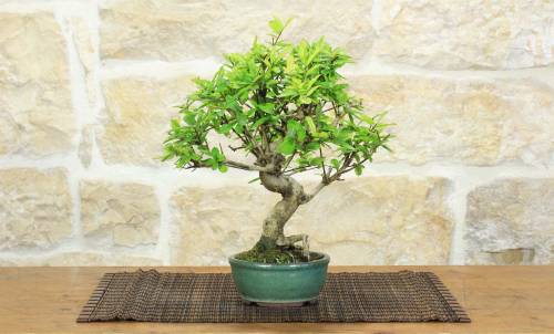1 - Bonsai di Melograno giapponese "Nejikan" Shohin (30)