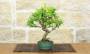 1 - Bonsai di Melograno giapponese "Nejikan" Shohin (30)
