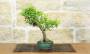 2 - Bonsai di Melograno giapponese "Nejikan" Shohin (30)