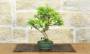 3 - Bonsai di Melograno giapponese "Nejikan" Shohin (30)