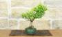 4 - Bonsai di Melograno giapponese "Nejikan" Shohin (30)