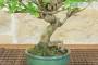 5 - Bonsai di Melograno giapponese "Nejikan" Shohin (30)