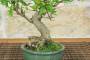 7 - Bonsai di Melograno giapponese "Nejikan" Shohin (30)
