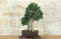 1 - Bonsai di Olivastro (300)
