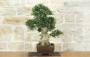 2 - Bonsai di Olivastro (300)