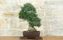 3 - Bonsai di Olivastro (300)