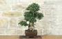 4 - Bonsai di Olivastro (300)