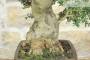 6 - Bonsai di Olivastro (300)