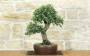 1 - Bonsai di Quercia da Sughero (53)