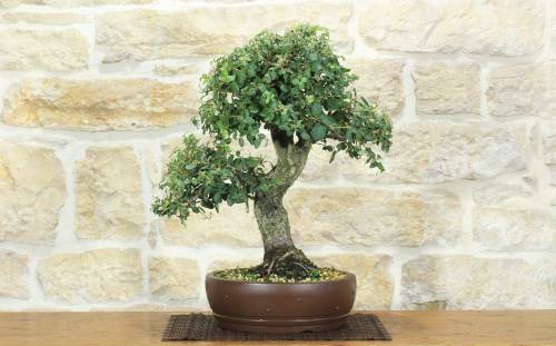 1 - Bonsai di Quercia da Sughero (53)
