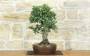 2 - Bonsai di Quercia da Sughero (53)