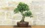 3 - Bonsai di Quercia da Sughero (53)