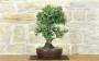 4 - Bonsai di Quercia da Sughero (53)