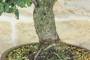 5 - Bonsai di Quercia da Sughero (53)