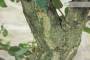 6 - Bonsai di Quercia da Sughero (53)