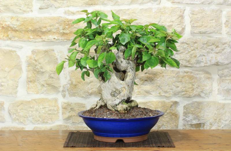 1 - Bonsai di Bougainvillea Californiana - fiore rosso (16)