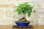 2 - Bonsai di Bougainvillea Californiana - fiore rosso (16)