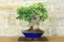 3 - Bonsai di Bougainvillea Californiana - fiore rosso (16)