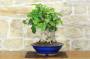 4 - Bonsai di Bougainvillea Californiana - fiore rosso (16)