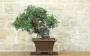 1 - Bonsai di Carrubo (80)