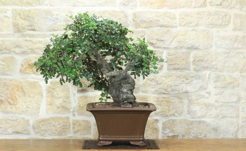 1 - Bonsai di Carrubo (80)