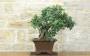 3 - Bonsai di Carrubo (80)