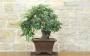 4 - Bonsai di Carrubo (80)