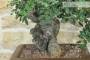 6 - Bonsai di Carrubo (80)