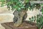 7 - Bonsai di Carrubo (80)