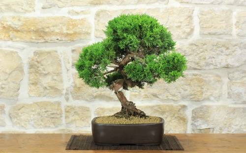 1 - Bonsai di Ginepro Kishu (136)