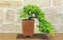 1 - Bonsai di Ginepro Procumbens (26)