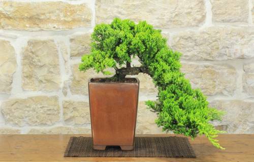 1 - Bonsai di Ginepro Procumbens (26)