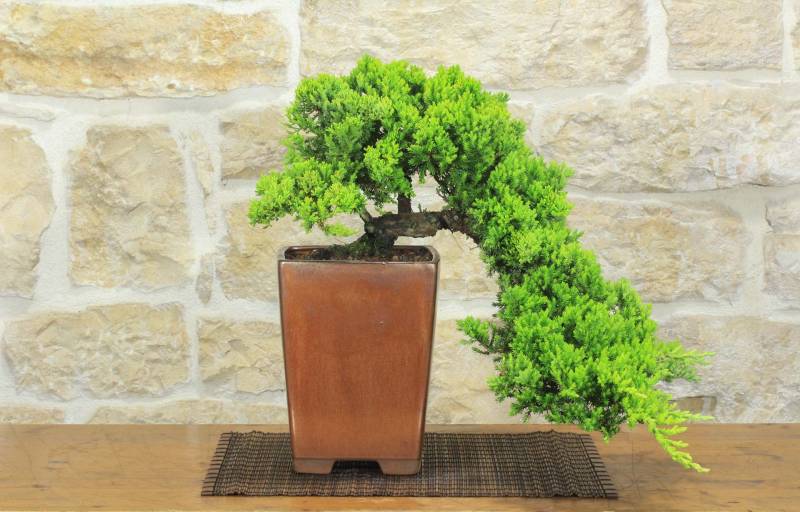 1 - Bonsai di Ginepro Procumbens (26)
