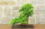 2 - Bonsai di Ginepro Procumbens (26)