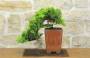 3 - Bonsai di Ginepro Procumbens (26)