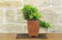 4 - Bonsai di Ginepro Procumbens (26)