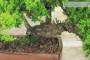 5 - Bonsai di Ginepro Procumbens (26)